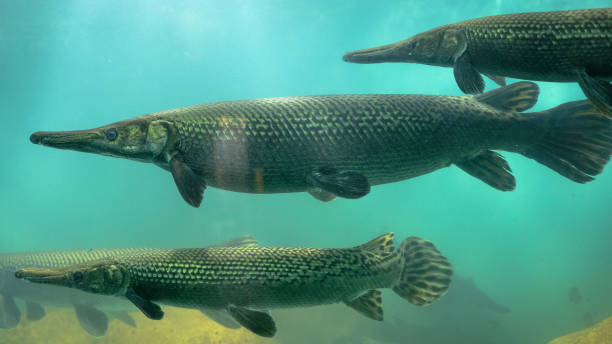 Crocodile gar