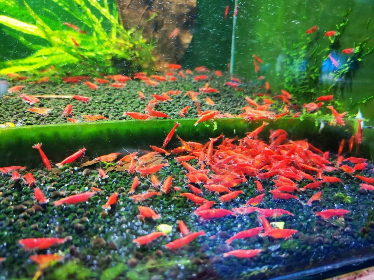 Shrimp exotic types