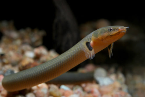 Ropefish