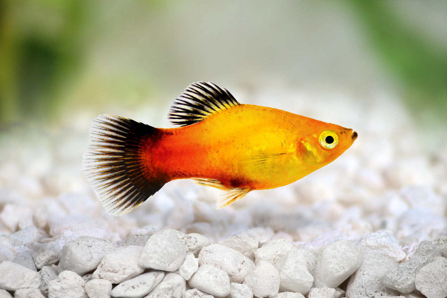 Platy Assorted Mix