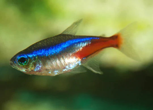 Tetras