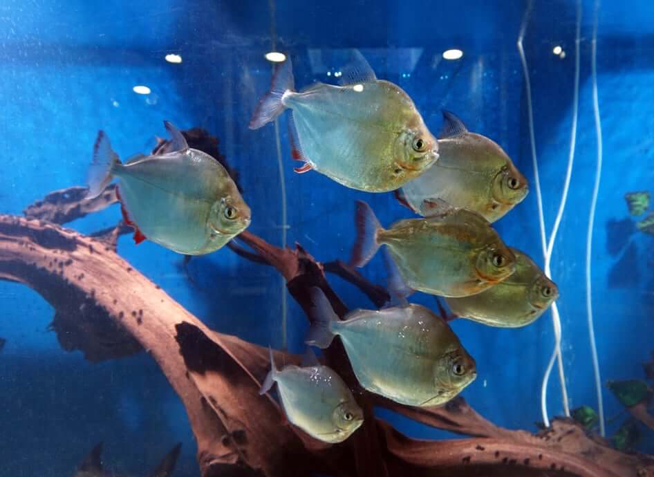 silver dollar adults