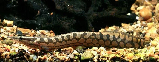 Zig zag eel