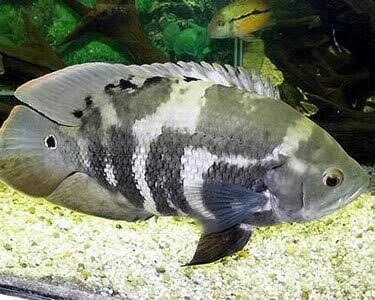 Oscar Fish (large 30 cm+)