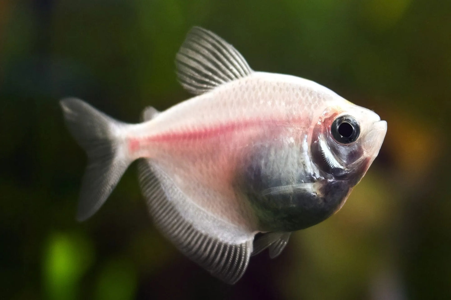 Tetras