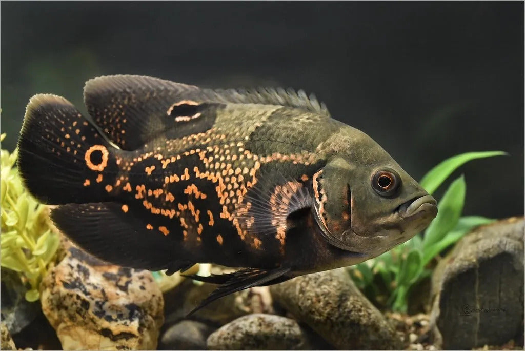 Oscar Fish (large 30 cm+)