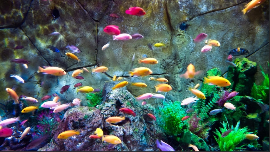 Fish – RSB AQUATICS