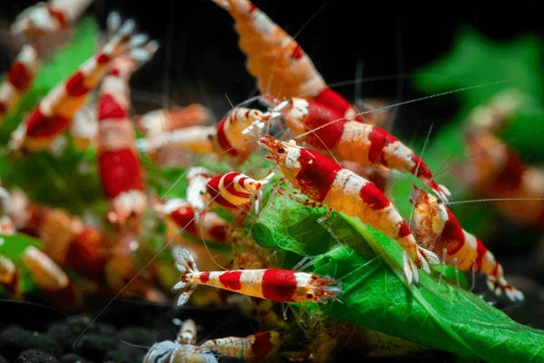 Shrimp – RSB AQUATICS