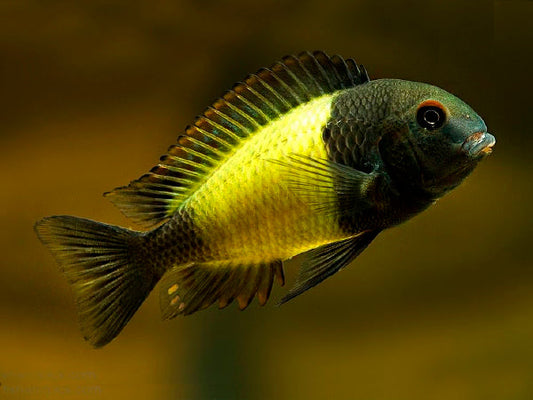 Tropheus ikola