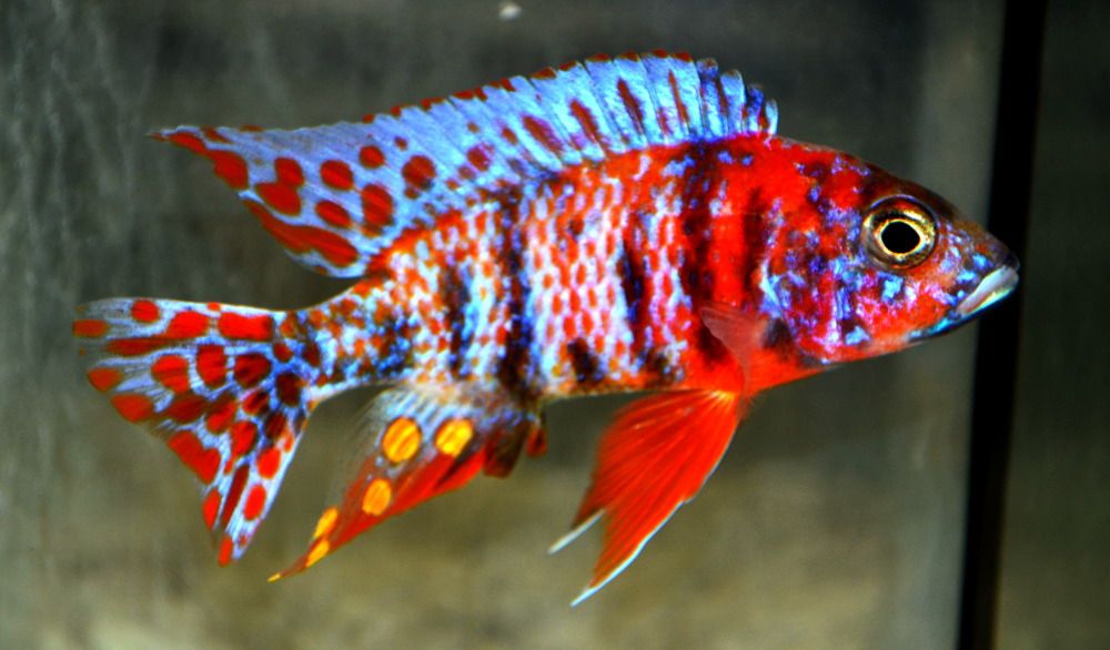 Red ob peacock Cichlid