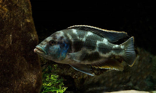 Livingston Cichlid