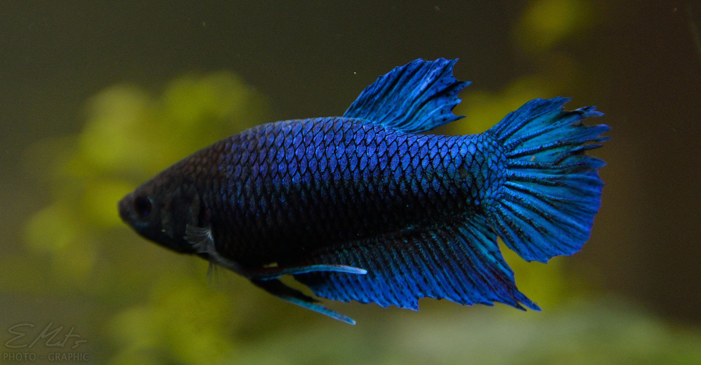 Female betta