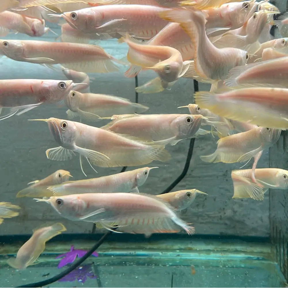 Albino arowana