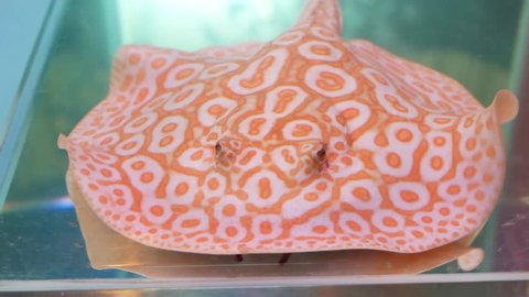 Albino pearl stingray