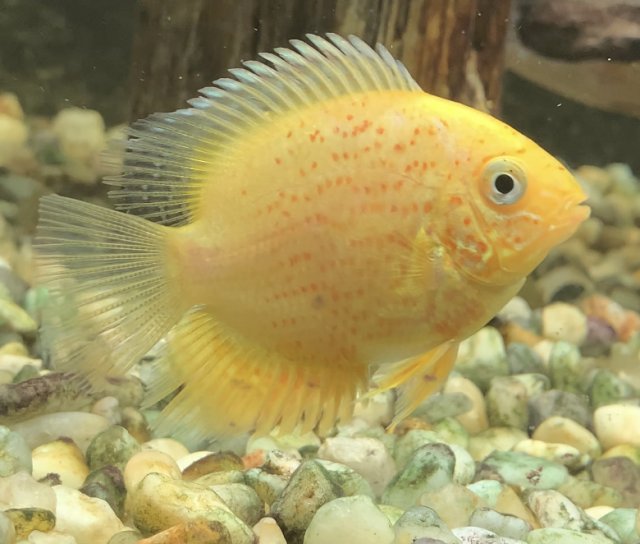 Golden red spotted sevrum