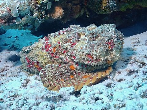 Reef Stonefish 4cm