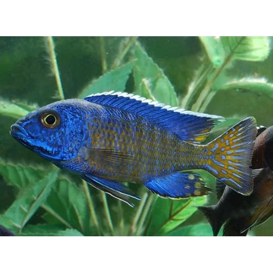 Blue assorted HD peacocks (12-15cm)