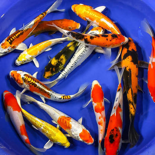 Assorted Koi Fish