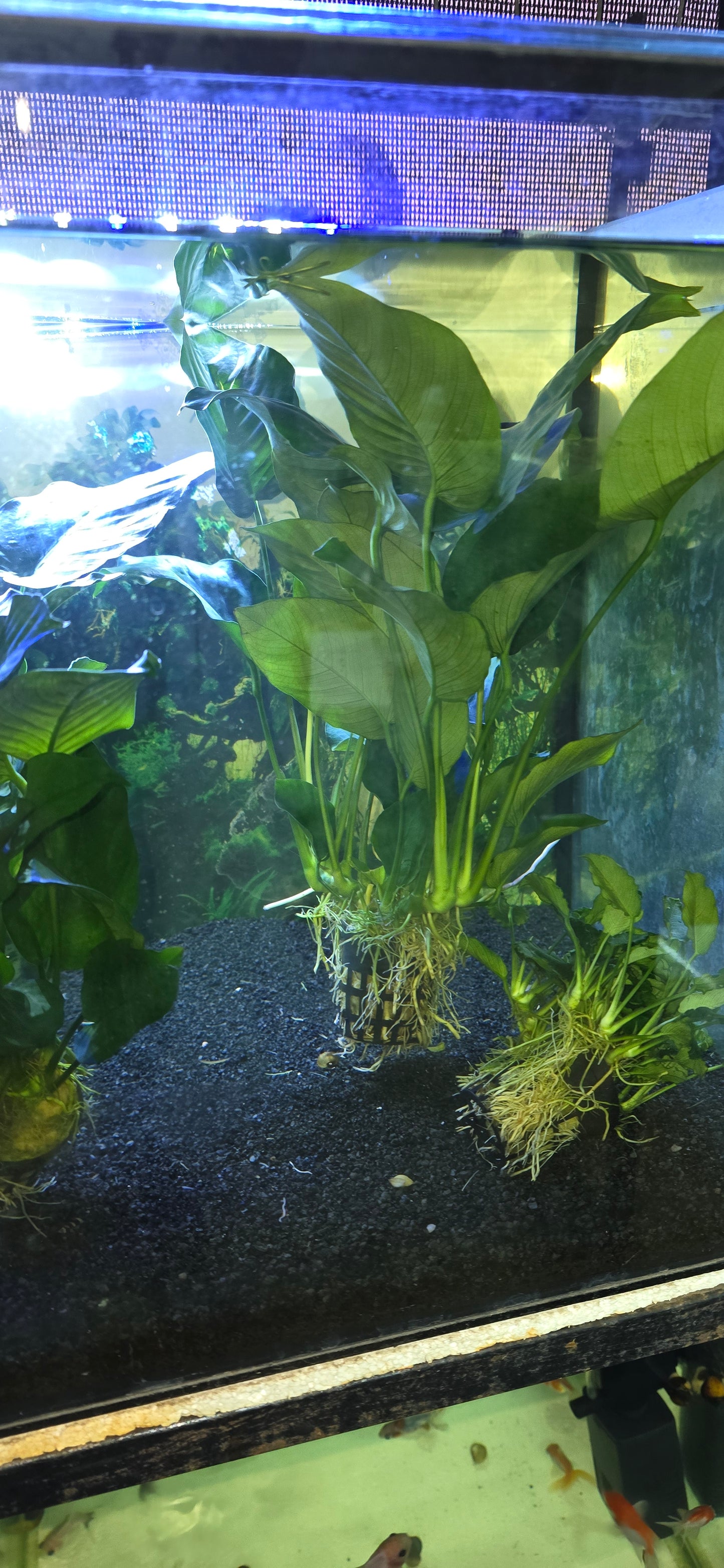 Jumbo anubias