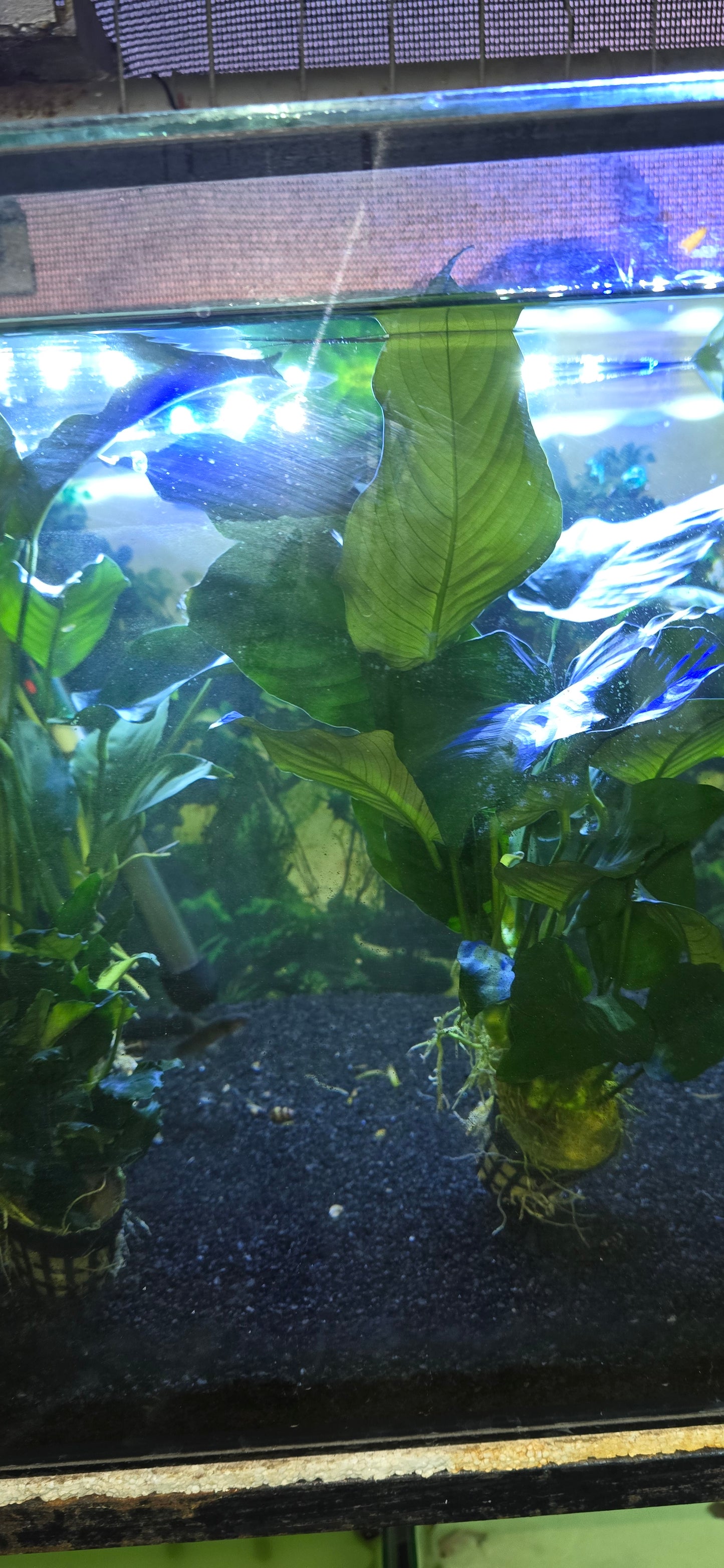 Jumbo anubias