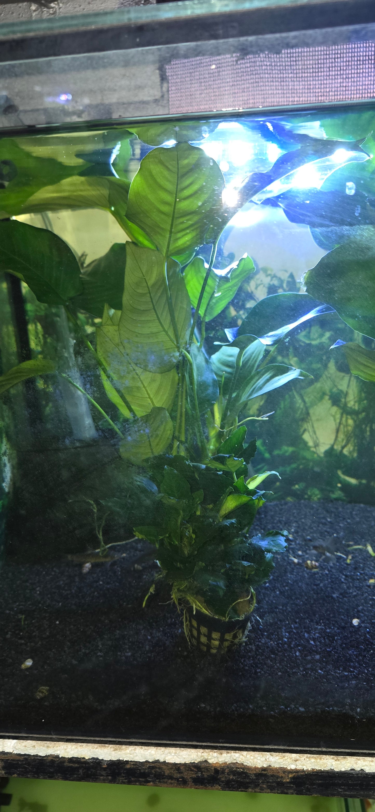 Jumbo anubias