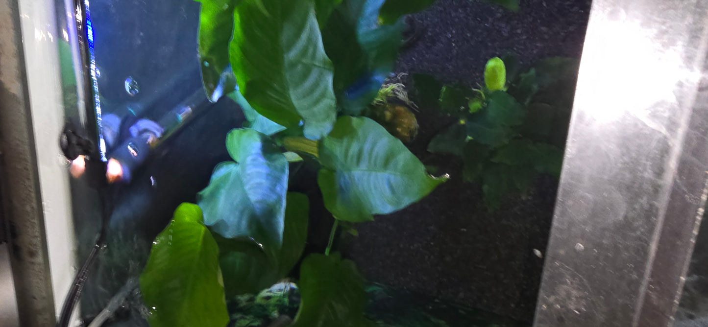 Jumbo anubias