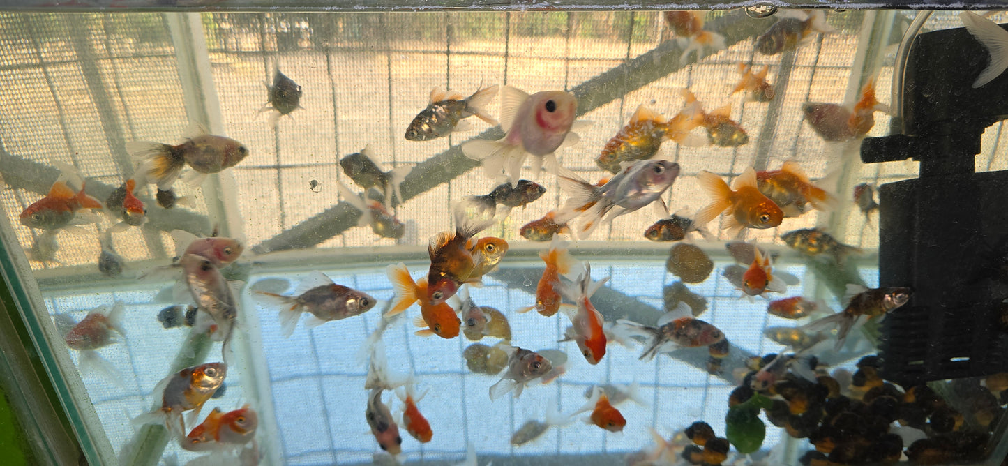 Fantail Goldfish oranda