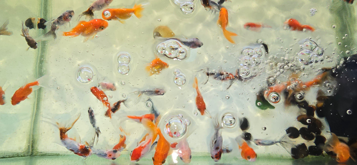 Fantail Goldfish oranda