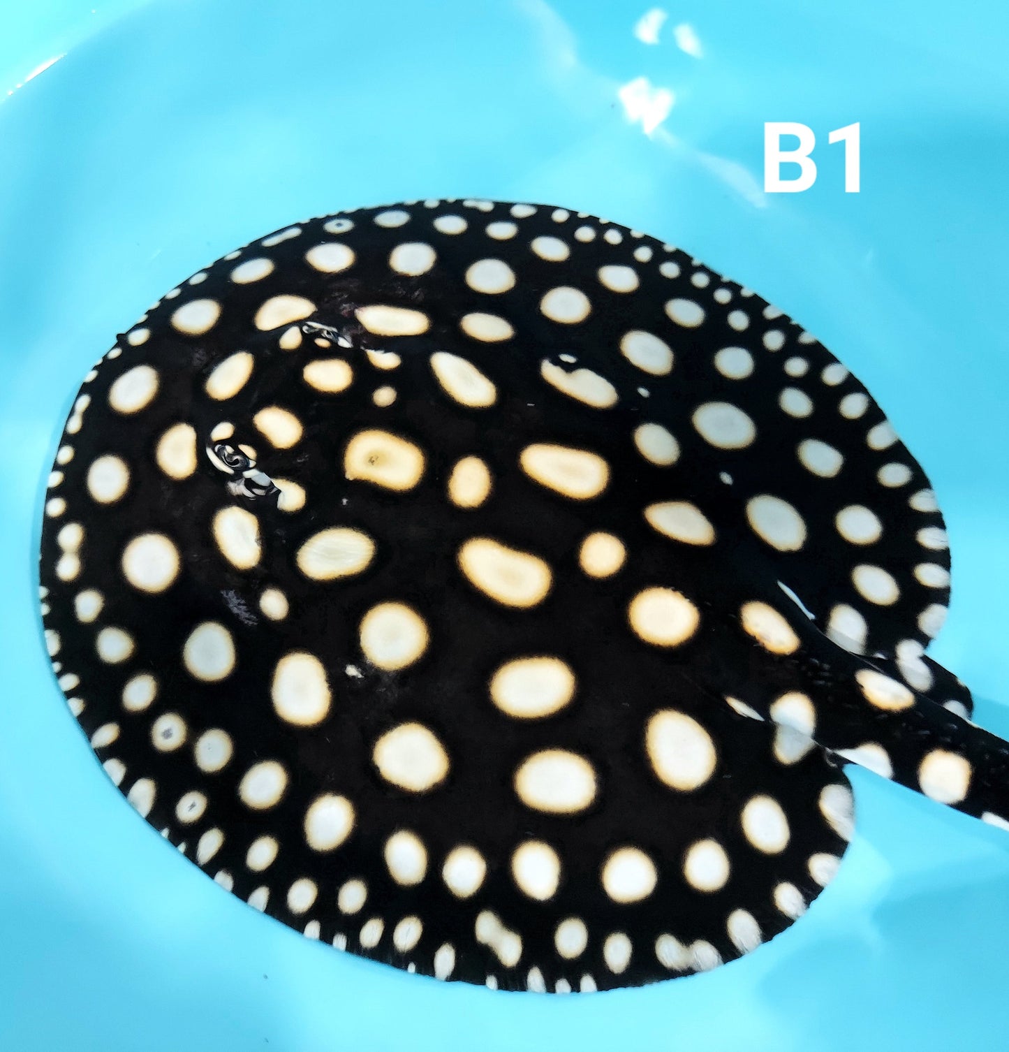 A Grade black diamond stingray