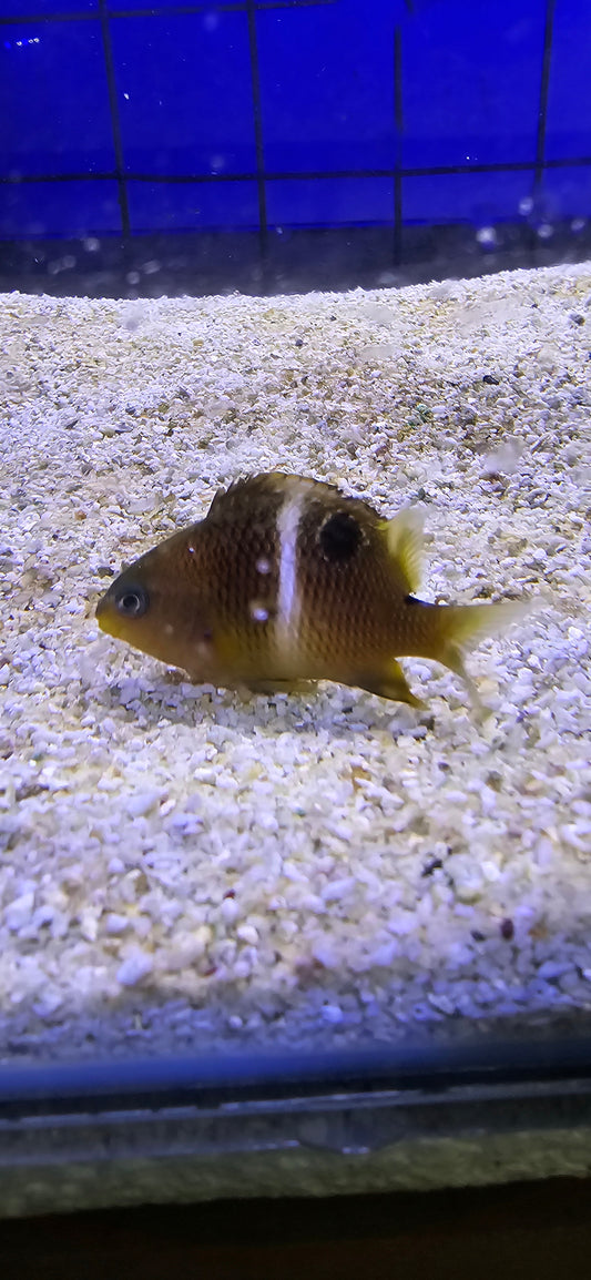 Plectroglyphidodon (copper band)