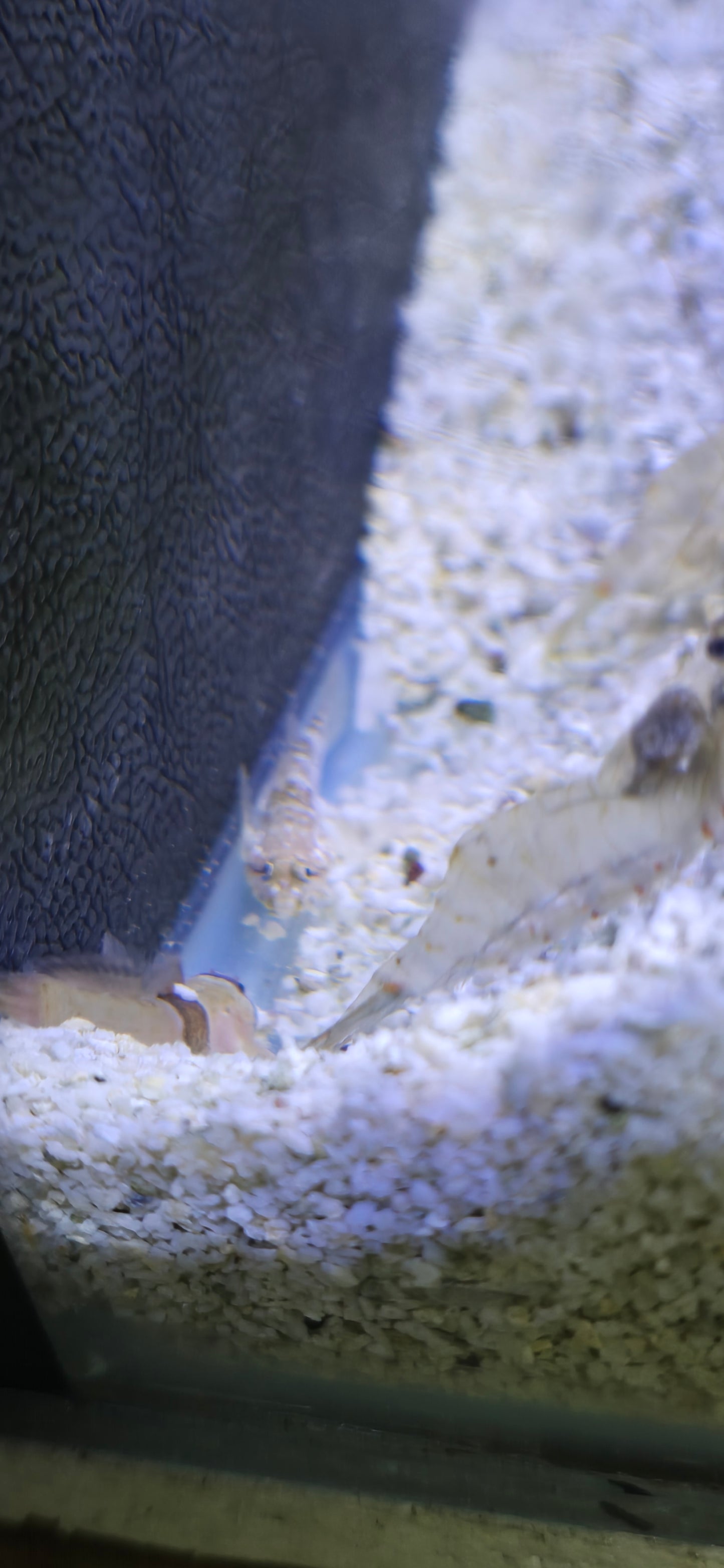 Watchman goby assorted