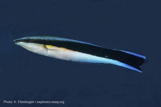 Fiji Cleaner Wrasse