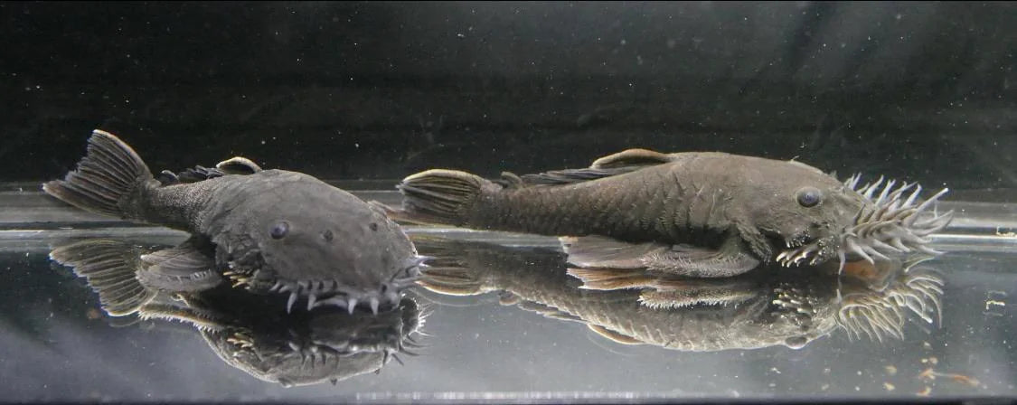 Medusa Bristlenose Pleco