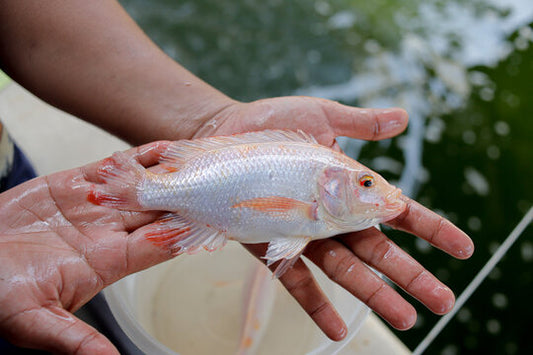 Red mozambique Tilapia (Pair)