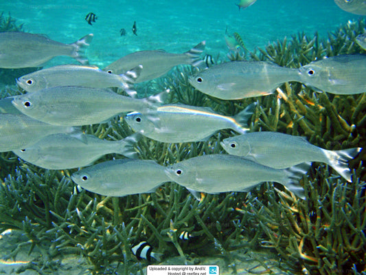 Barred flagtail