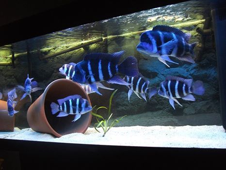 Frontosa adults