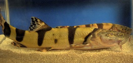 Royal loach