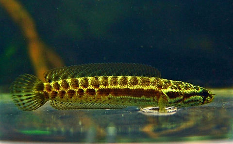 Bankinese snakehead