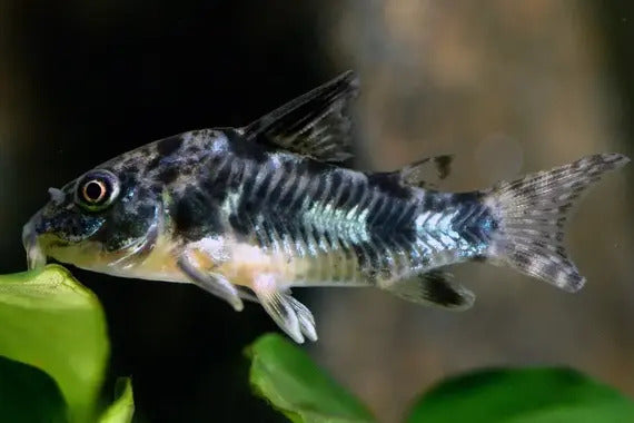 Corin Fish Corydoras Fish – RSB AQUATICS