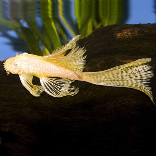 Bristlenose pleco