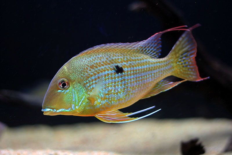 Geophagus suri