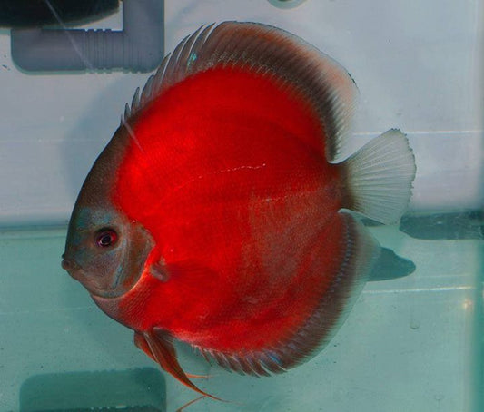 Assorted Discus