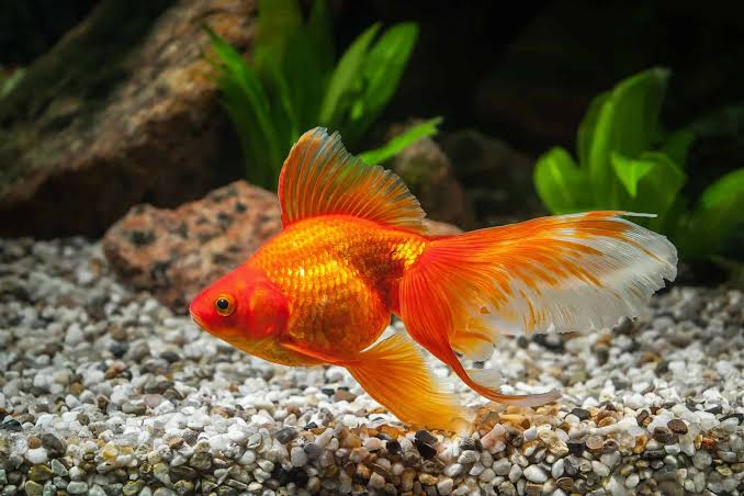 Fantail Goldfish oranda