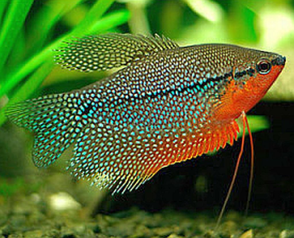 Gourami Assorted