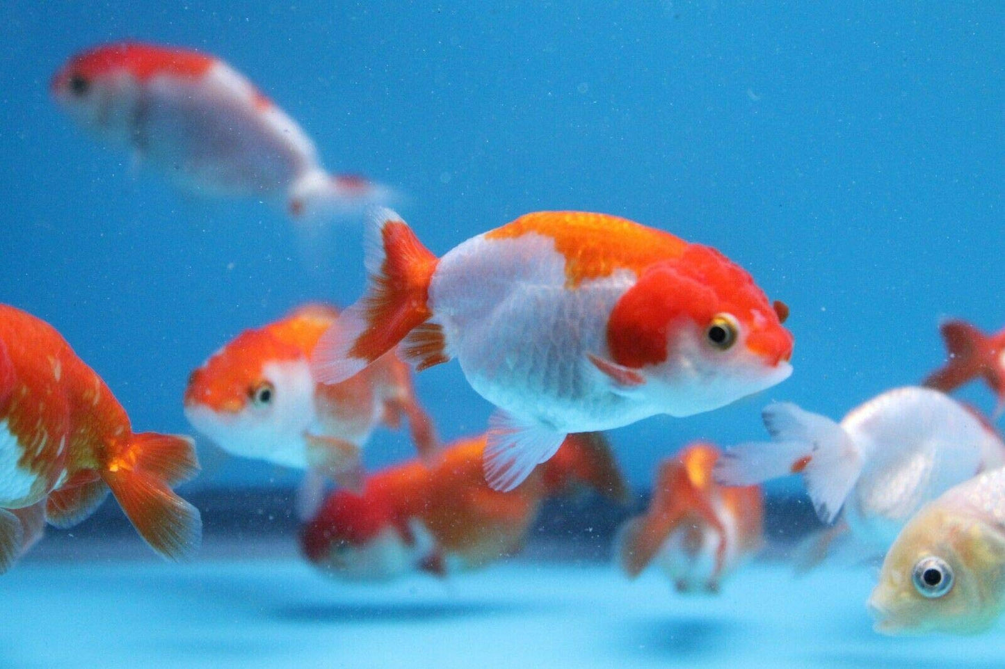 Ranchu Calico Goldfish