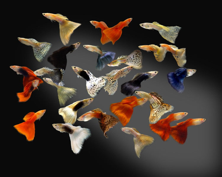 Guppys Assorted – RSB AQUATICS