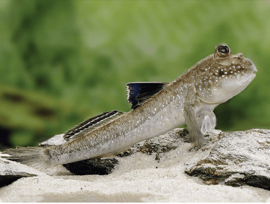 Atlantic freshwater mudskipper
