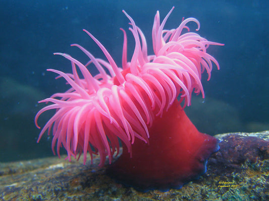 Actinia equina anemone