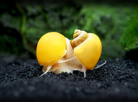 Apple snails gold