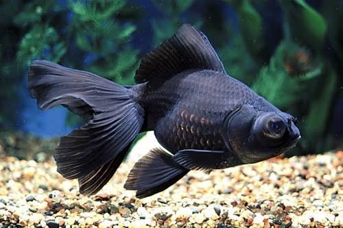 Black moor goldfish